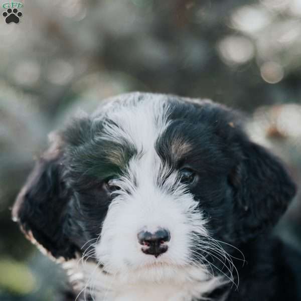Nate, Mini Bernedoodle Puppy
