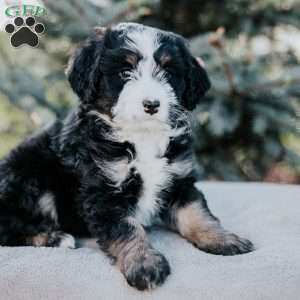 Nate, Mini Bernedoodle Puppy