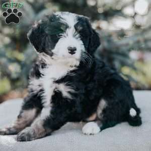 Nate, Mini Bernedoodle Puppy