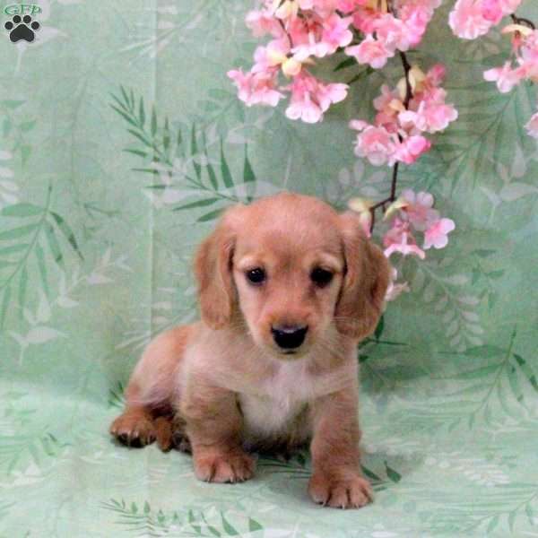 Nathan-Mini, Dachshund Puppy