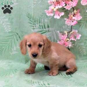 Nathan-Mini, Dachshund Puppy