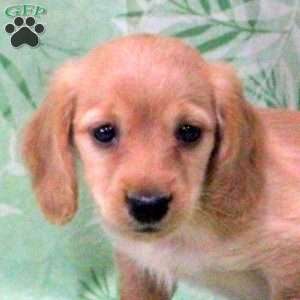 Nathan-Mini, Dachshund Puppy