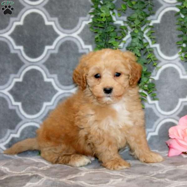 Nathan, Maltipoo Puppy