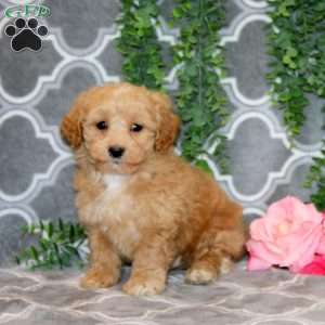 Nathan, Maltipoo Puppy