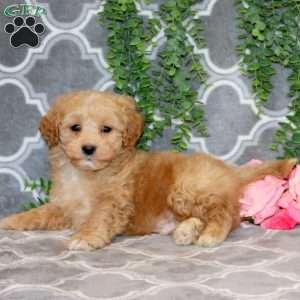 Nathan, Maltipoo Puppy