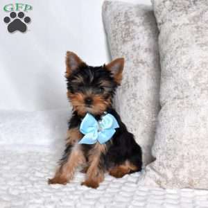 Navy, Yorkie Puppy