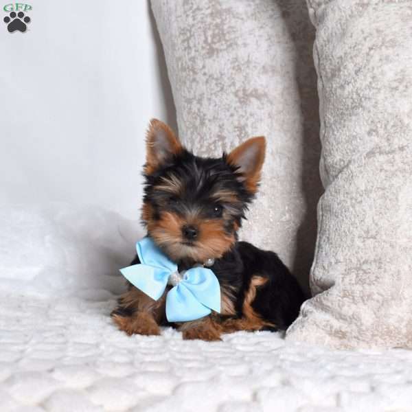 Navy, Yorkie Puppy