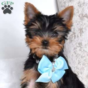 Navy, Yorkie Puppy