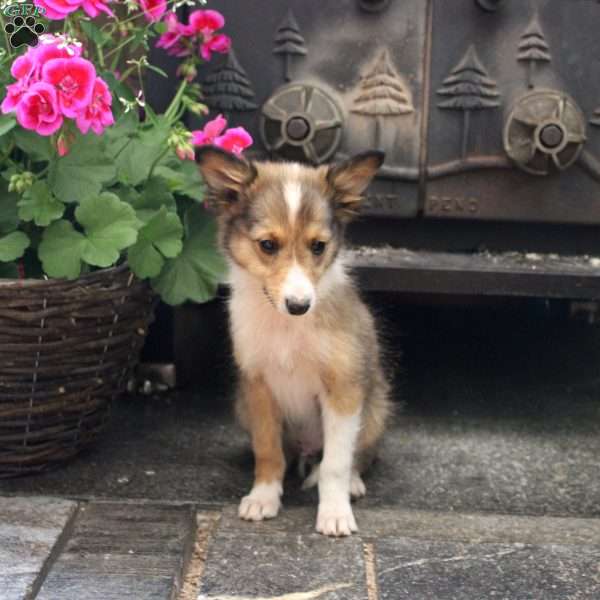Ned, Sheltie Puppy