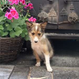 Ned, Sheltie Puppy