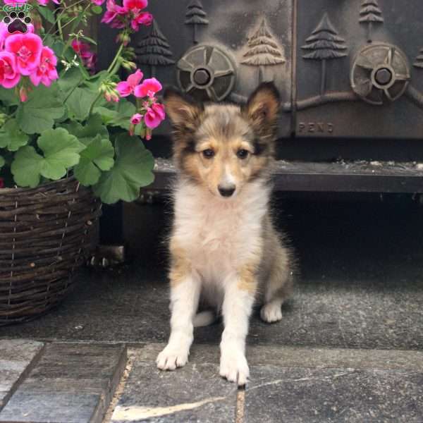 Nellie, Sheltie Puppy