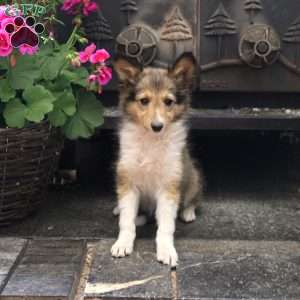 Nellie, Sheltie Puppy