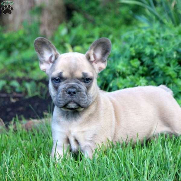 Nelson, French Bulldog Puppy