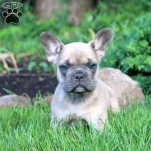 Nelson, French Bulldog Puppy