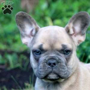 Nelson, French Bulldog Puppy