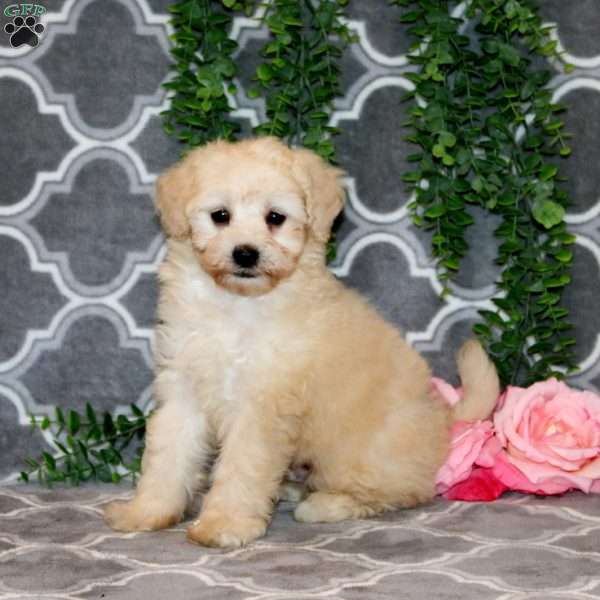 Nelson, Maltipoo Puppy