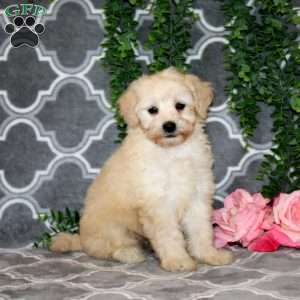 Nelson, Maltipoo Puppy