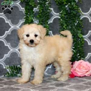 Nelson, Maltipoo Puppy