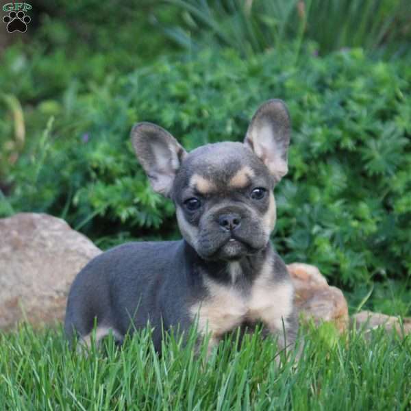 Nina, French Bulldog Puppy