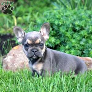 Nina, French Bulldog Puppy