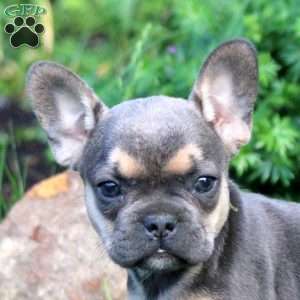 Nina, French Bulldog Puppy