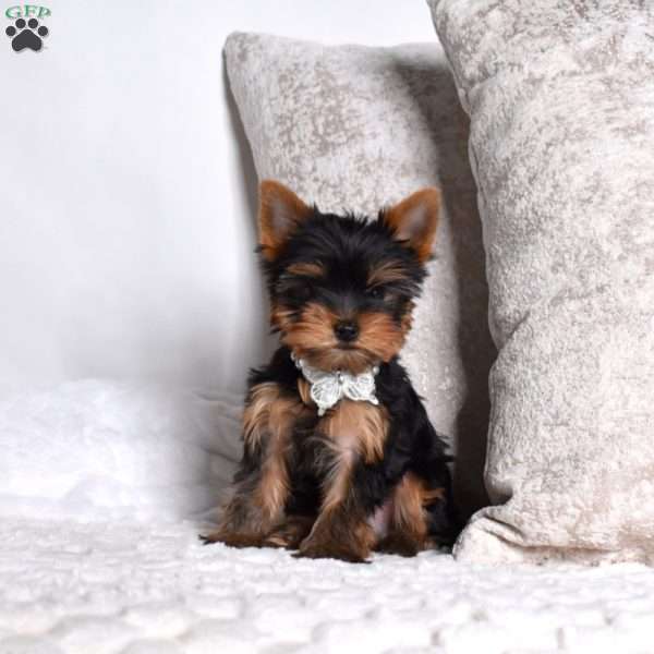 Noah, Yorkie Puppy