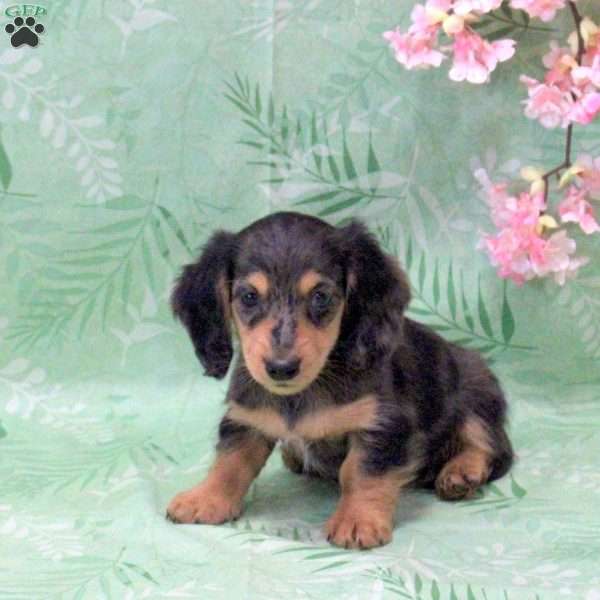Noah-Mini, Dachshund Puppy