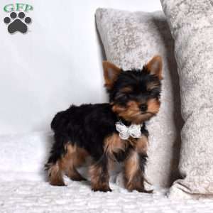 Noah, Yorkie Puppy