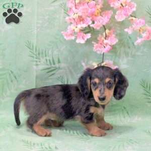 Noah-Mini, Dachshund Puppy