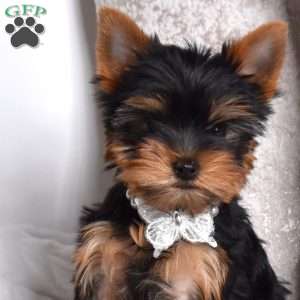 Noah, Yorkie Puppy