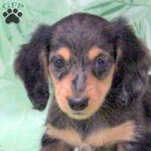 Noah-Mini, Dachshund Puppy