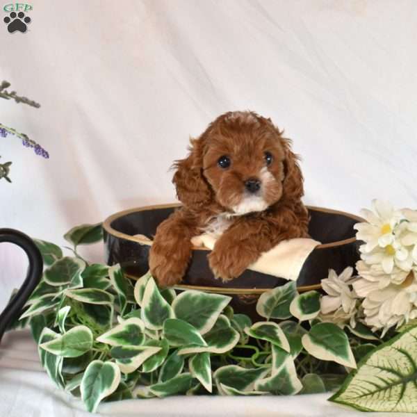 Noel, Cavapoo Puppy