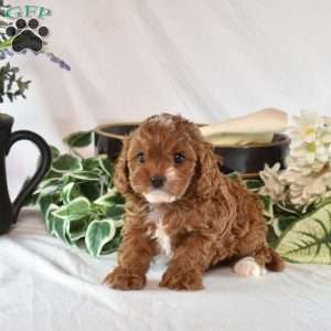 Noel, Cavapoo Puppy