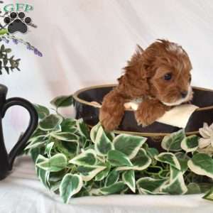 Noel, Cavapoo Puppy