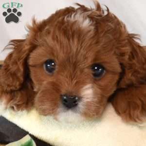 Noel, Cavapoo Puppy