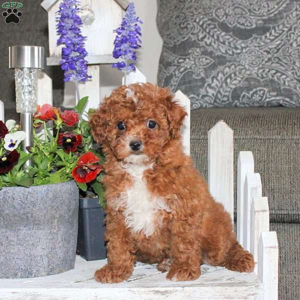 Noelle, Toy Poodle Puppy