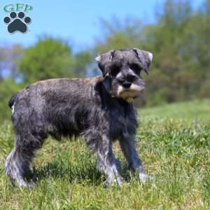Nolan, Miniature Schnauzer Puppy