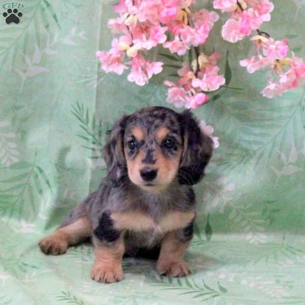 Noodle-Mini, Dachshund Puppy