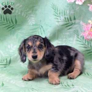 Noodle-Mini, Dachshund Puppy
