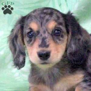 Noodle-Mini, Dachshund Puppy