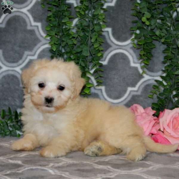 Norleen, Maltipoo Puppy