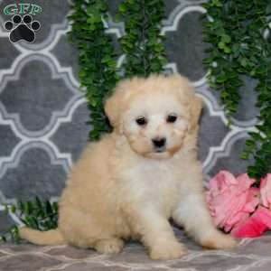 Norleen, Maltipoo Puppy