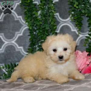 Norleen, Maltipoo Puppy