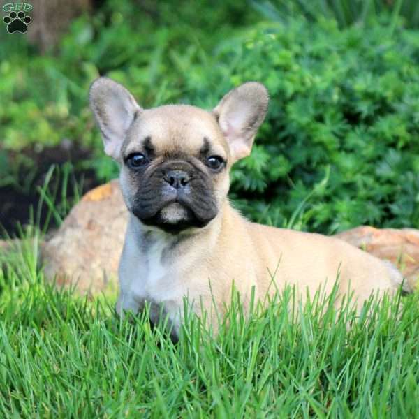 Norm, French Bulldog Puppy