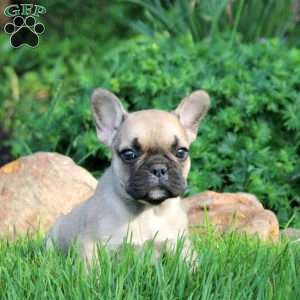 Norm, French Bulldog Puppy