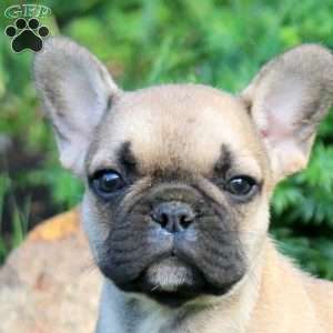 Norm, French Bulldog Puppy