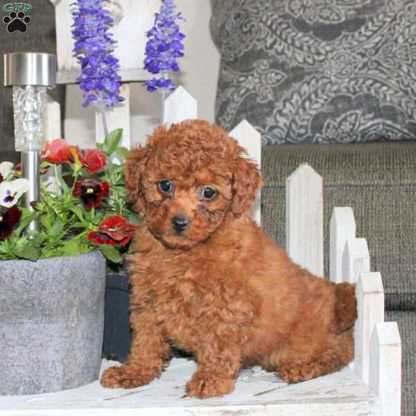 Nova, Toy Poodle Puppy