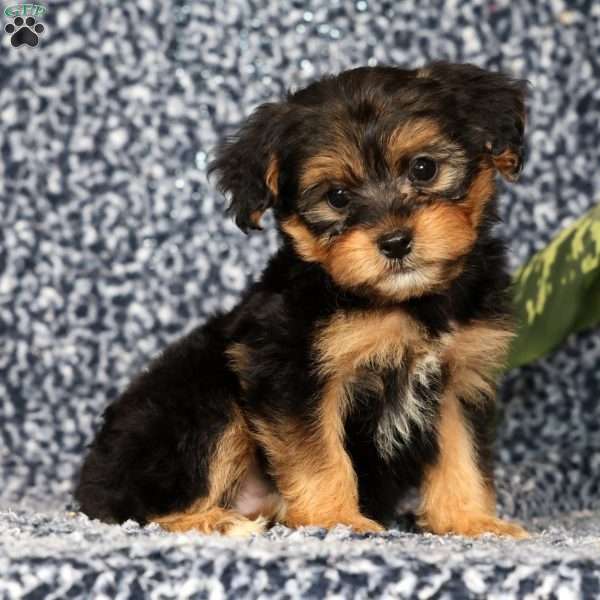 Odie, Yorkie Poo Puppy