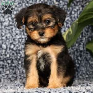 Odie, Yorkie Poo Puppy
