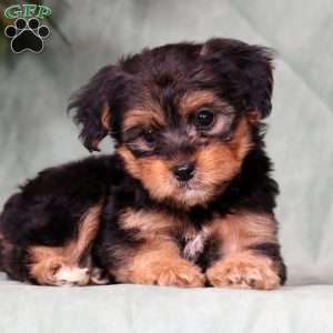 Odie, Yorkie Poo Puppy